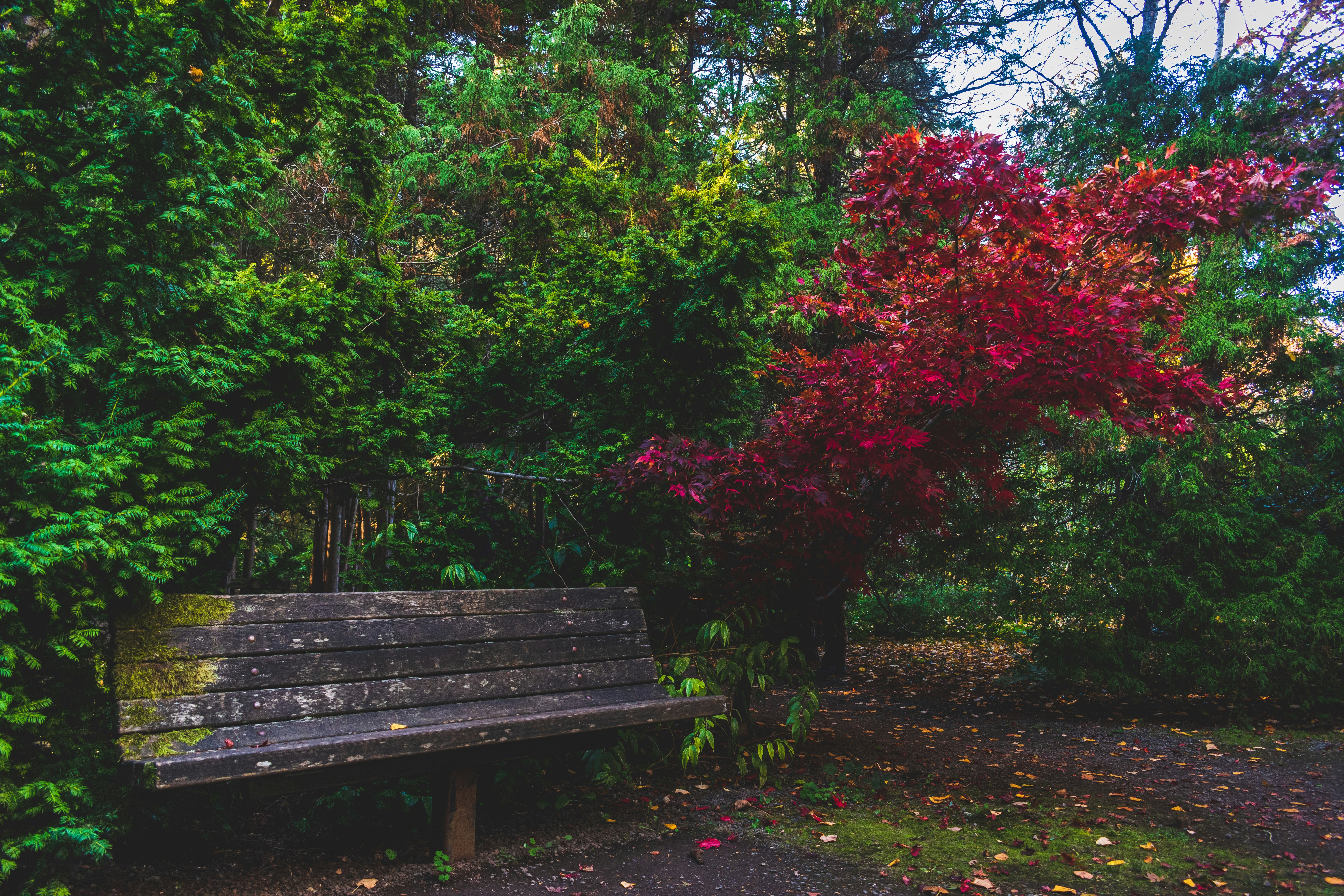 brown wooden bench near green and red trees during daytime